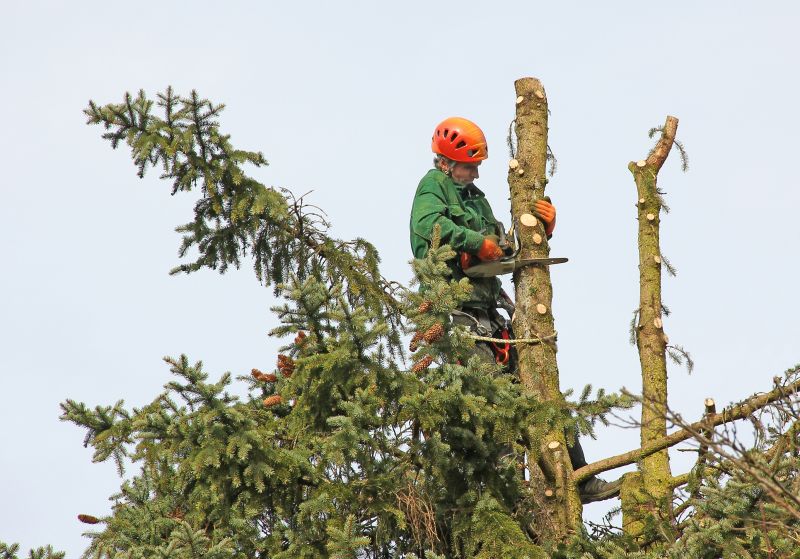 Tree Trimming Tools